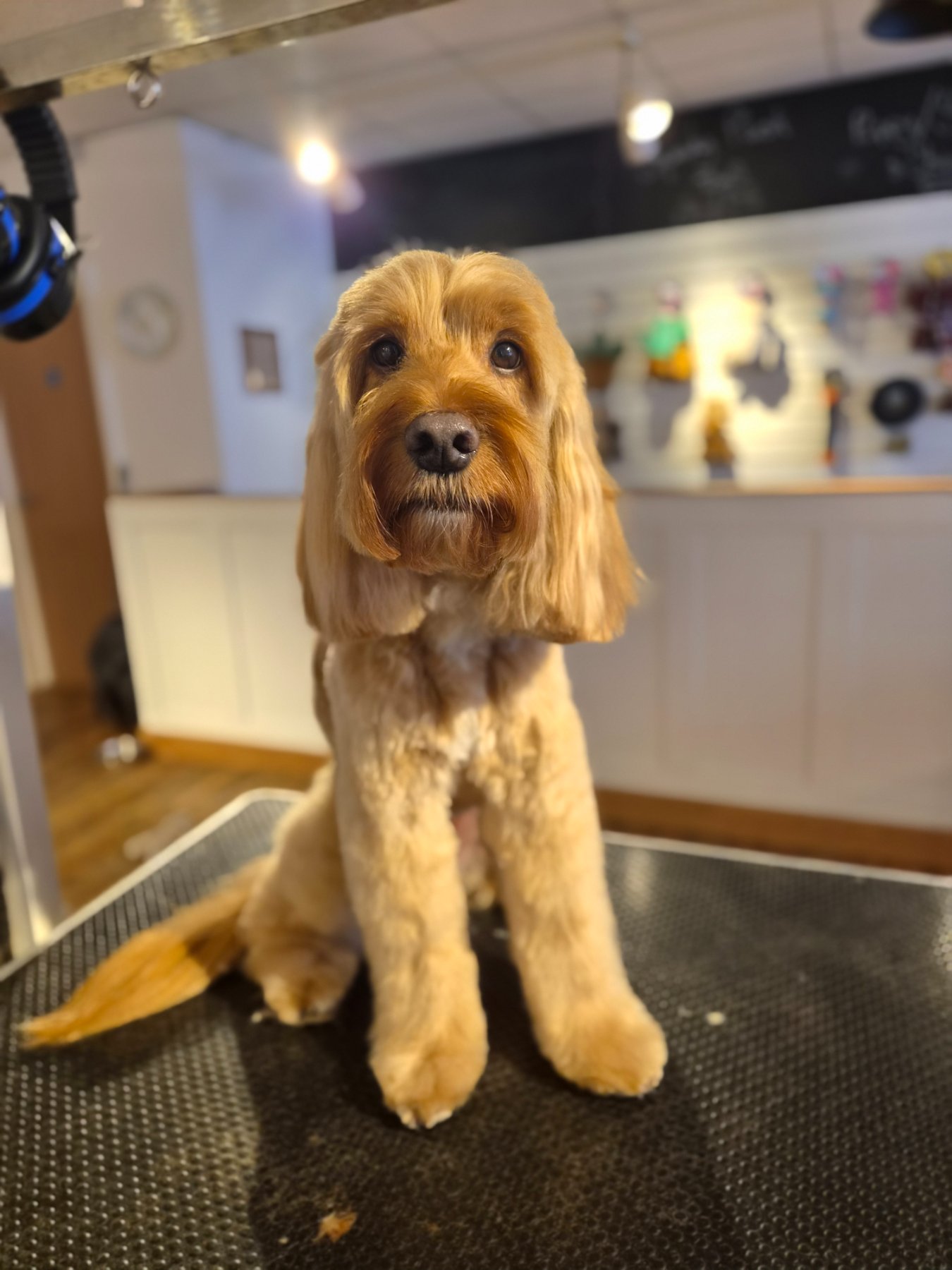 Salvator Dog Grooming photo 4