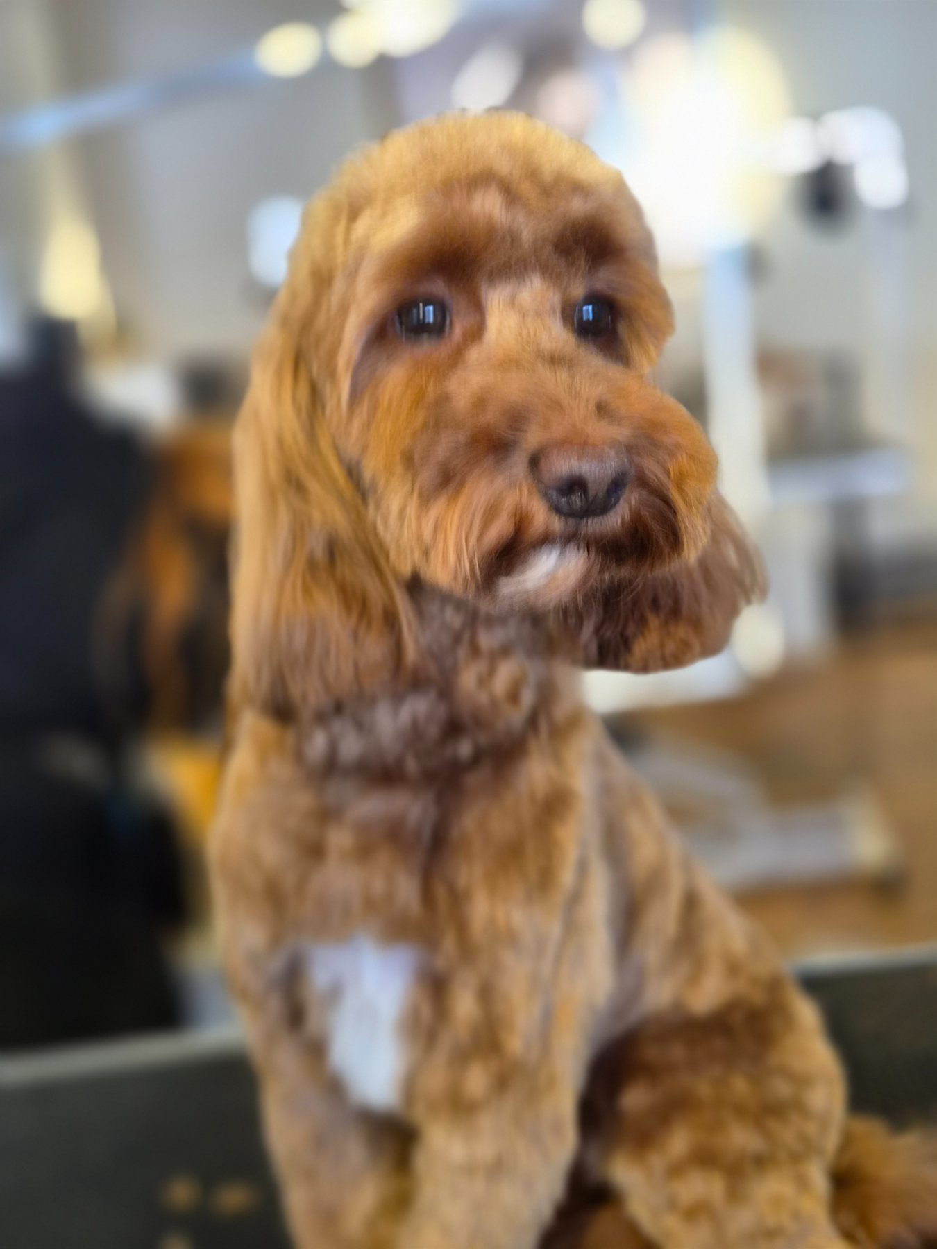 Salvator Dog Grooming photo 3