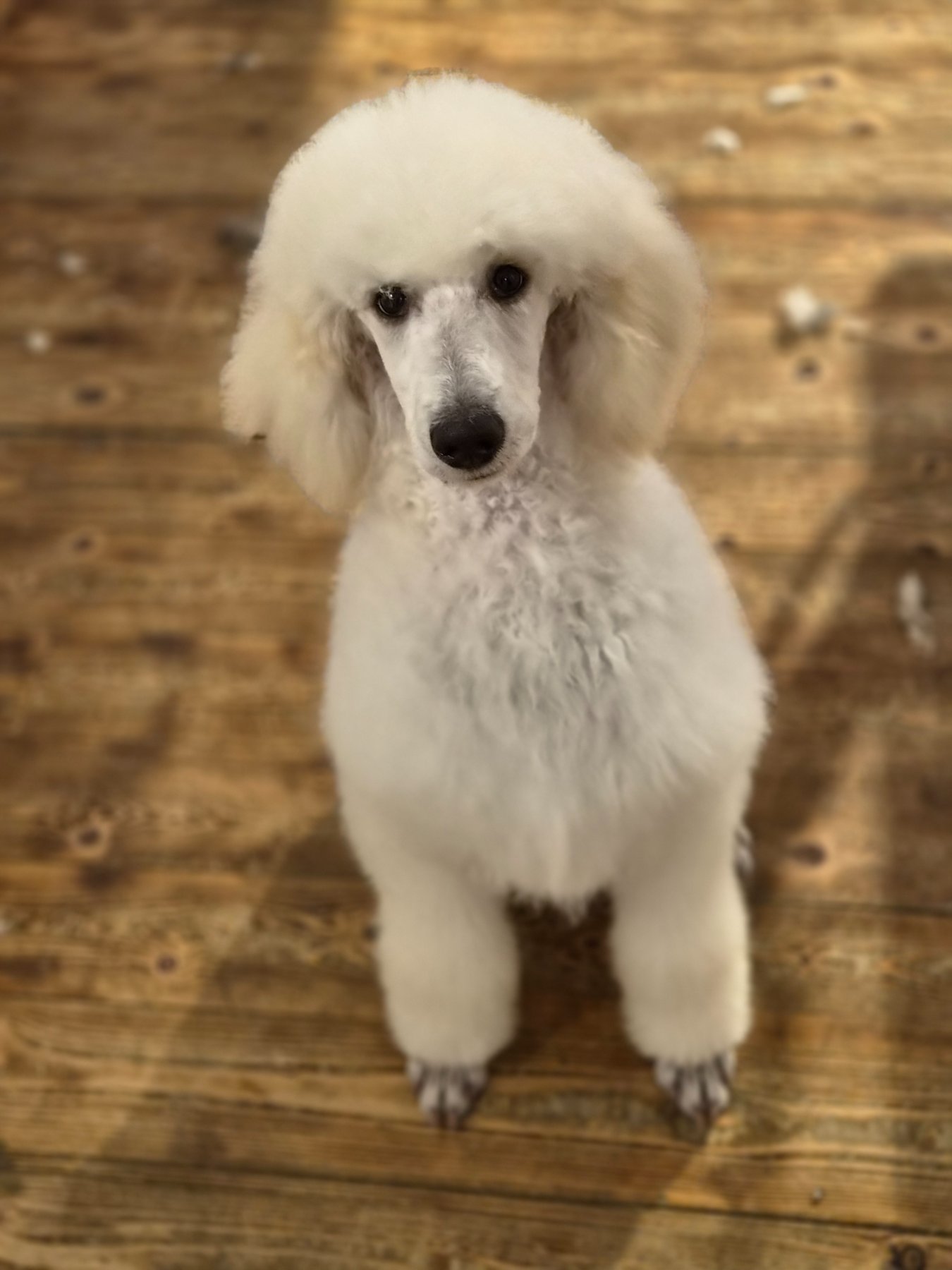 Salvator Dog Grooming photo 2