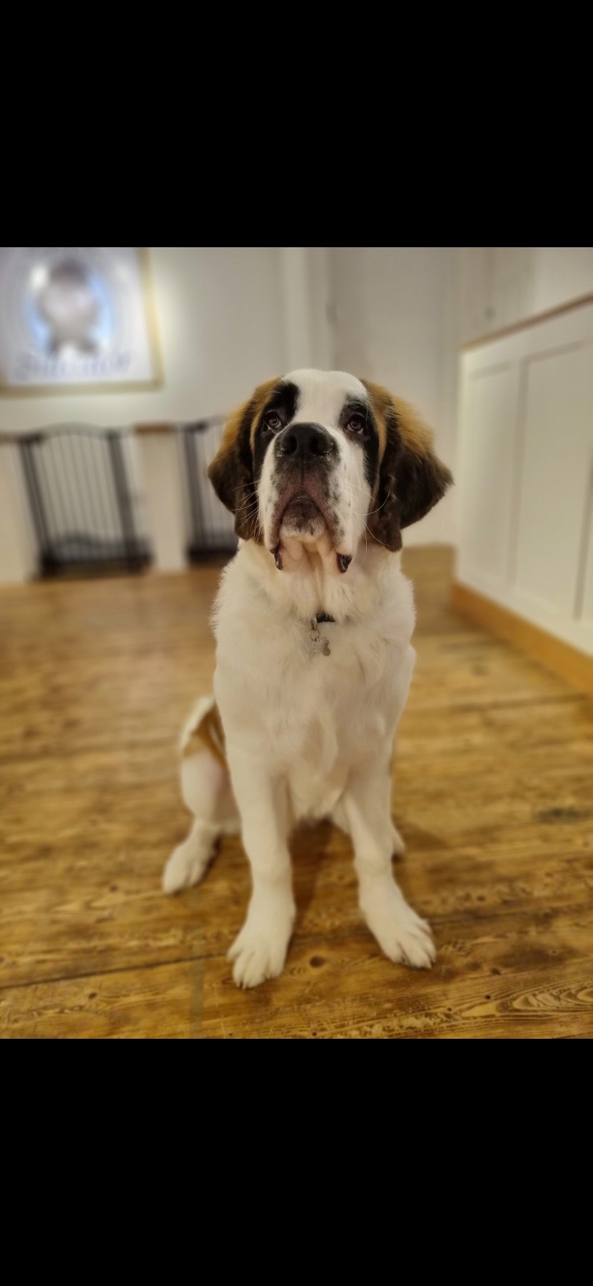 Salvator Dog Grooming photo 5